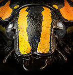 Euchroea Urania - head (stack) Specimen, from the colorful genus of Scarab beetles (Euchroea) that are endemic to Madagascar. This one was very difficult to illuminate as you need a lot of light to show some details on the largely black body whilst this simultaneously overblows the colorful highlights.<br />
https://www.jungledragon.com/image/139104/euchroea_urania_-_top.html<br />
https://www.jungledragon.com/image/139103/euchroea_urania_-_underside.html<br />
https://www.jungledragon.com/image/139105/euchroea_urania_-_side_view.html<br />
https://www.jungledragon.com/image/139106/euchroea_urania_-_frontal.html<br />
https://www.jungledragon.com/image/139109/euchroea_urania_-_side_view_stack.html Euchroea Urania,Extreme Macro Portraits
