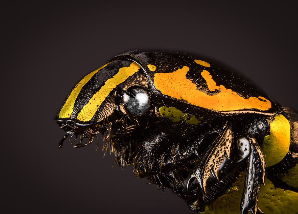 Euchroea Urania - side view (stack) <section class="video"><iframe width="448" height="282" src="https://www.youtube-nocookie.com/embed/wGCi9Lf1bkc?hd=1&autoplay=0&rel=0" frameborder="0" allowfullscreen></iframe></section><br />
Specimen, from the colorful genus of  Scarab beetles (Euchroea) that are endemic to Madagascar. This one was very difficult to illuminate as you need a lot of light to show some details on the largely black body whilst this simultaneously overblows the colorful highlights.<br />
<figure class="photo"><a href="https://www.jungledragon.com/image/139104/euchroea_urania_-_top.html" title="Euchroea Urania - top"><img src="https://s3.amazonaws.com/media.jungledragon.com/images/2/139104_thumb.jpg?AWSAccessKeyId=05GMT0V3GWVNE7GGM1R2&Expires=1759968010&Signature=5APMjvUTUbk651pqJr0UhpwJZwI%3D" width="200" height="196" alt="Euchroea Urania - top Specimen, from the colorful genus of  Scarab beetles (Euchroea) that are endemic to Madagascar. This one was very difficult to illuminate as you need a lot of light to show some details on the largely black body whilst this simultaneously overblows the colorful highlights.<br />
https://www.jungledragon.com/image/139103/euchroea_urania_-_underside.html<br />
https://www.jungledragon.com/image/139105/euchroea_urania_-_side_view.html<br />
https://www.jungledragon.com/image/139106/euchroea_urania_-_frontal.html<br />
https://www.jungledragon.com/image/139107/euchroea_urania_-_head_stack.html<br />
https://www.jungledragon.com/image/139109/euchroea_urania_-_side_view_stack.html Euchroea Urania,Europe,Heesch,Netherlands,World,the Netherlands" /></a></figure><br />
<figure class="photo"><a href="https://www.jungledragon.com/image/139103/euchroea_urania_-_underside.html" title="Euchroea Urania - underside"><img src="https://s3.amazonaws.com/media.jungledragon.com/images/2/139103_thumb.jpg?AWSAccessKeyId=05GMT0V3GWVNE7GGM1R2&Expires=1759968010&Signature=XLGC%2BC65ipfQdmAMnSoV7DUpvr8%3D" width="150" height="152" alt="Euchroea Urania - underside Specimen, from the colorful genus of  Scarab beetles (Euchroea) that are endemic to Madagascar. This one was very difficult to illuminate as you need a lot of light to show some details on the largely black body whilst this simultaneously overblows the colorful highlights.<br />
https://www.jungledragon.com/image/139104/euchroea_urania_-_top.html<br />
https://www.jungledragon.com/image/139105/euchroea_urania_-_side_view.html<br />
https://www.jungledragon.com/image/139106/euchroea_urania_-_frontal.html<br />
https://www.jungledragon.com/image/139107/euchroea_urania_-_head_stack.html<br />
https://www.jungledragon.com/image/139109/euchroea_urania_-_side_view_stack.html Euchroea Urania,Europe,Heesch,Netherlands,World,the Netherlands" /></a></figure><br />
<figure class="photo"><a href="https://www.jungledragon.com/image/139105/euchroea_urania_-_side_view.html" title="Euchroea Urania - side view"><img src="https://s3.amazonaws.com/media.jungledragon.com/images/2/139105_thumb.jpg?AWSAccessKeyId=05GMT0V3GWVNE7GGM1R2&Expires=1759968010&Signature=UKgSsAsTrGuqgCJ4D%2B0E4mxa6Eo%3D" width="200" height="134" alt="Euchroea Urania - side view Specimen, from the colorful genus of  Scarab beetles (Euchroea) that are endemic to Madagascar. This one was very difficult to illuminate as you need a lot of light to show some details on the largely black body whilst this simultaneously overblows the colorful highlights.<br />
https://www.jungledragon.com/image/139104/euchroea_urania_-_top.html<br />
https://www.jungledragon.com/image/139103/euchroea_urania_-_underside.html<br />
https://www.jungledragon.com/image/139106/euchroea_urania_-_frontal.html<br />
https://www.jungledragon.com/image/139107/euchroea_urania_-_head_stack.html<br />
https://www.jungledragon.com/image/139109/euchroea_urania_-_side_view_stack.html Euchroea Urania,Europe,Heesch,Netherlands,World,the Netherlands" /></a></figure><br />
<figure class="photo"><a href="https://www.jungledragon.com/image/139106/euchroea_urania_-_frontal.html" title="Euchroea Urania - frontal"><img src="https://s3.amazonaws.com/media.jungledragon.com/images/2/139106_thumb.jpg?AWSAccessKeyId=05GMT0V3GWVNE7GGM1R2&Expires=1759968010&Signature=GeqTyrSTAcRNw%2BTaAgcWav6XxKQ%3D" width="148" height="152" alt="Euchroea Urania - frontal Specimen, from the colorful genus of  Scarab beetles (Euchroea) that are endemic to Madagascar. This one was very difficult to illuminate as you need a lot of light to show some details on the largely black body whilst this simultaneously overblows the colorful highlights.<br />
https://www.jungledragon.com/image/139104/euchroea_urania_-_top.html<br />
https://www.jungledragon.com/image/139103/euchroea_urania_-_underside.html<br />
https://www.jungledragon.com/image/139105/euchroea_urania_-_side_view.html<br />
https://www.jungledragon.com/image/139107/euchroea_urania_-_head_stack.html<br />
https://www.jungledragon.com/image/139109/euchroea_urania_-_side_view_stack.html Euchroea Urania,Europe,Heesch,Netherlands,World,the Netherlands" /></a></figure><br />
<figure class="photo"><a href="https://www.jungledragon.com/image/139107/euchroea_urania_-_head_stack.html" title="Euchroea Urania - head (stack)"><img src="https://s3.amazonaws.com/media.jungledragon.com/images/2/139107_thumb.jpg?AWSAccessKeyId=05GMT0V3GWVNE7GGM1R2&Expires=1759968010&Signature=y2X%2B%2FW%2BPtSyeEb6dubR%2Ff2OyRPE%3D" width="148" height="152" alt="Euchroea Urania - head (stack) Specimen, from the colorful genus of  Scarab beetles (Euchroea) that are endemic to Madagascar. This one was very difficult to illuminate as you need a lot of light to show some details on the largely black body whilst this simultaneously overblows the colorful highlights.<br />
https://www.jungledragon.com/image/139104/euchroea_urania_-_top.html<br />
https://www.jungledragon.com/image/139103/euchroea_urania_-_underside.html<br />
https://www.jungledragon.com/image/139105/euchroea_urania_-_side_view.html<br />
https://www.jungledragon.com/image/139106/euchroea_urania_-_frontal.html<br />
https://www.jungledragon.com/image/139109/euchroea_urania_-_side_view_stack.html Euchroea Urania,Extreme Macro Portraits" /></a></figure> Euchroea Urania,Extreme Macro