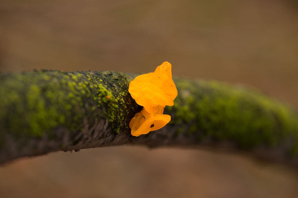 Yellow-brain fungus on berk tree in dutch forest - 1 I really don&#039;t like the dark season here in the northwest of Europe, but each season has its blessings. The focus of my walk last sunday was on fungi, for lack of something else on display. These bright orange fungi are quite easy to spot. Although quite common the world over, I don&#039;t recall seeing them often. Autumn,Fall,Heesch,Netherlands,Tremella mesenterica,Yellow brain