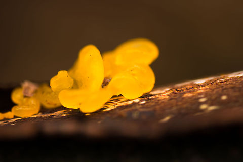 Yellow-brain fungus on berk tree in dutch forest - 2 I really don't like the dark season here in the northwest of Europe, but each season has its blessings. The focus of my walk last sunday was on fungi, for lack of something else on display. These bright orange fungi are quite easy to spot. Although quite common the world over, I don't recall seeing them often.  Autumn,Fall,Heesch,Netherlands,Tremella mesenterica