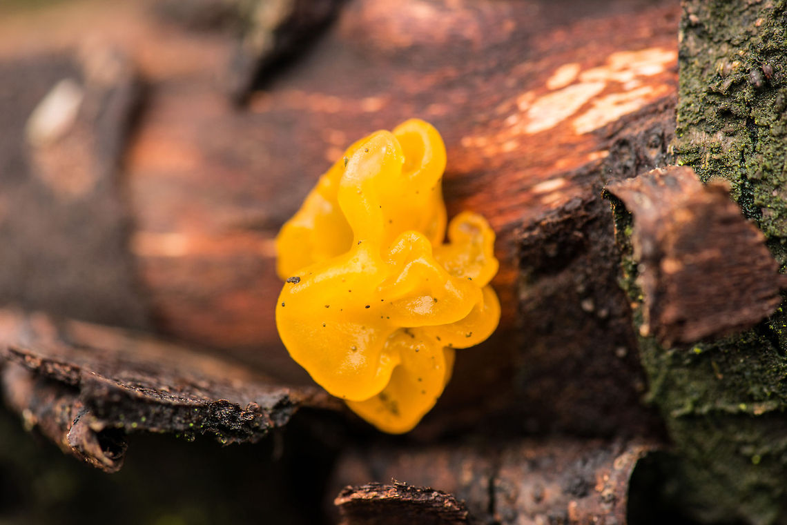 Yellow-brain fungus on berk tree in dutch forest - 3 I really don't like the dark season here in the northwest of Europe, but each season has its blessings. The focus of my walk last sunday was on fungi, for lack of something else on display. These bright orange fungi are quite easy to spot. Although quite common the world over, I don't recall seeing them often.  Autumn,Fall,Heesch,Netherlands,Tremella mesenterica,Yellow Brain