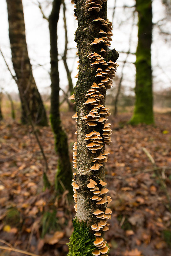 Plicaturopsis found in dutch forest  Autumn,Fall,Heesch,Netherlands,Plicaturopsis crispa