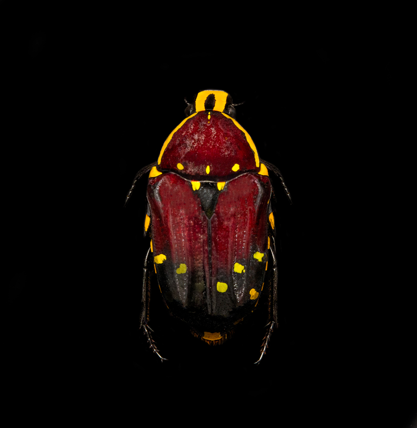 Euchroea histrionica - top Specimen, from the Euchroea genus, consisting of colorful scarab beetles that are all endemic to Madagascar. <br />
<figure class="photo"><a href="https://www.jungledragon.com/image/139230/euchroea_histrionica_-_side_view.html" title="Euchroea histrionica - side view"><img src="https://s3.amazonaws.com/media.jungledragon.com/images/2/139230_thumb.jpg?AWSAccessKeyId=05GMT0V3GWVNE7GGM1R2&Expires=1763596810&Signature=PxrToPIPyb4xBDB%2BPeN%2FH3zEVOA%3D" width="200" height="154" alt="Euchroea histrionica - side view Specimen, from the Euchroea genus, consisting of colorful scarab beetles that are all endemic to Madagascar. <br />
https://www.jungledragon.com/image/139229/euchroea_histrionica_-_top.html<br />
https://www.jungledragon.com/image/139231/euchroea_histrionica_-_frontal.html<br />
https://www.jungledragon.com/image/139234/euchroea_histrionica_-_upper_body_stack.html<br />
https://www.jungledragon.com/image/139233/euchroea_histrionica_-_side_view_stack.html<br />
https://www.jungledragon.com/image/139232/euchroea_histrionica_-_head_stack.html Euchroea histrionica,Europe,Heesch,Netherlands,World,the Netherlands" /></a></figure><br />
<figure class="photo"><a href="https://www.jungledragon.com/image/139231/euchroea_histrionica_-_frontal.html" title="Euchroea histrionica - frontal"><img src="https://s3.amazonaws.com/media.jungledragon.com/images/2/139231_thumb.jpg?AWSAccessKeyId=05GMT0V3GWVNE7GGM1R2&Expires=1763596810&Signature=YXm6hrpjV7iT4HMQgcSUH%2BCPYog%3D" width="144" height="152" alt="Euchroea histrionica - frontal Specimen, from the Euchroea genus, consisting of colorful scarab beetles that are all endemic to Madagascar. <br />
https://www.jungledragon.com/image/139229/euchroea_histrionica_-_top.html<br />
https://www.jungledragon.com/image/139230/euchroea_histrionica_-_side_view.html<br />
https://www.jungledragon.com/image/139234/euchroea_histrionica_-_upper_body_stack.html<br />
https://www.jungledragon.com/image/139233/euchroea_histrionica_-_side_view_stack.html<br />
https://www.jungledragon.com/image/139232/euchroea_histrionica_-_head_stack.html Euchroea histrionica,Europe,Heesch,Netherlands,World,the Netherlands" /></a></figure><br />
<figure class="photo"><a href="https://www.jungledragon.com/image/139234/euchroea_histrionica_-_upper_body_stack.html" title="Euchroea histrionica - upper body (stack)"><img src="https://s3.amazonaws.com/media.jungledragon.com/images/2/139234_thumb.jpg?AWSAccessKeyId=05GMT0V3GWVNE7GGM1R2&Expires=1763596810&Signature=Jf%2BiU%2FUuRKjJntEOFaidnB3JTpk%3D" width="200" height="162" alt="Euchroea histrionica - upper body (stack) Specimen, from the Euchroea genus, consisting of colorful scarab beetles that are all endemic to Madagascar. <br />
https://www.jungledragon.com/image/139229/euchroea_histrionica_-_top.html<br />
https://www.jungledragon.com/image/139230/euchroea_histrionica_-_side_view.html<br />
https://www.jungledragon.com/image/139231/euchroea_histrionica_-_frontal.html<br />
https://www.jungledragon.com/image/139233/euchroea_histrionica_-_side_view_stack.html<br />
https://www.jungledragon.com/image/139232/euchroea_histrionica_-_head_stack.html Euchroea histrionica,Extreme Macro" /></a></figure><br />
<figure class="photo"><a href="https://www.jungledragon.com/image/139233/euchroea_histrionica_-_side_view_stack.html" title="Euchroea histrionica - side view (stack)"><img src="https://s3.amazonaws.com/media.jungledragon.com/images/2/139233_thumb.jpg?AWSAccessKeyId=05GMT0V3GWVNE7GGM1R2&Expires=1763596810&Signature=Dy2e4VvEM8WLNizdmZut19A10YQ%3D" width="128" height="152" alt="Euchroea histrionica - side view (stack) Specimen, from the Euchroea genus, consisting of colorful scarab beetles that are all endemic to Madagascar. <br />
https://www.jungledragon.com/image/139229/euchroea_histrionica_-_top.html<br />
https://www.jungledragon.com/image/139230/euchroea_histrionica_-_side_view.html<br />
https://www.jungledragon.com/image/139231/euchroea_histrionica_-_frontal.html<br />
https://www.jungledragon.com/image/139234/euchroea_histrionica_-_upper_body_stack.html<br />
https://www.jungledragon.com/image/139232/euchroea_histrionica_-_head_stack.html Euchroea histrionica,Extreme Macro" /></a></figure><br />
<figure class="photo"><a href="https://www.jungledragon.com/image/139232/euchroea_histrionica_-_head_stack.html" title="Euchroea histrionica - head (stack)"><img src="https://s3.amazonaws.com/media.jungledragon.com/images/2/139232_thumb.jpg?AWSAccessKeyId=05GMT0V3GWVNE7GGM1R2&Expires=1763596810&Signature=aMofYnJ2Lh97ergRtN86iRySZeE%3D" width="200" height="134" alt="Euchroea histrionica - head (stack) Specimen, from the Euchroea genus, consisting of colorful scarab beetles that are all endemic to Madagascar. <br />
https://www.jungledragon.com/image/139229/euchroea_histrionica_-_top.html<br />
https://www.jungledragon.com/image/139230/euchroea_histrionica_-_side_view.html<br />
https://www.jungledragon.com/image/139231/euchroea_histrionica_-_frontal.html<br />
https://www.jungledragon.com/image/139234/euchroea_histrionica_-_upper_body_stack.html<br />
https://www.jungledragon.com/image/139233/euchroea_histrionica_-_side_view_stack.html Euchroea histrionica,Extreme Macro,Extreme Macro Portraits" /></a></figure> Euchroea histrionica,Europe,Heesch,Netherlands,World,the Netherlands