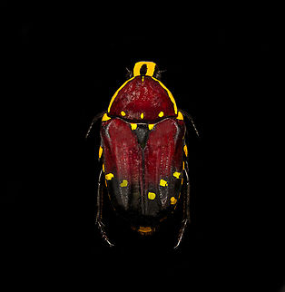 Euchroea histrionica - top Specimen, from the Euchroea genus, consisting of colorful scarab beetles that are all endemic to Madagascar. 
https://www.jungledragon.com/image/139230/euchroea_histrionica_-_side_view.html
https://www.jungledragon.com/image/139231/euchroea_histrionica_-_frontal.html
https://www.jungledragon.com/image/139234/euchroea_histrionica_-_upper_body_stack.html
https://www.jungledragon.com/image/139233/euchroea_histrionica_-_side_view_stack.html
https://www.jungledragon.com/image/139232/euchroea_histrionica_-_head_stack.html Euchroea histrionica,Europe,Heesch,Netherlands,World,the Netherlands