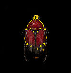 Euchroea histrionica - top Specimen, from the Euchroea genus, consisting of colorful scarab beetles that are all endemic to Madagascar. <br />
https://www.jungledragon.com/image/139230/euchroea_histrionica_-_side_view.html<br />
https://www.jungledragon.com/image/139231/euchroea_histrionica_-_frontal.html<br />
https://www.jungledragon.com/image/139234/euchroea_histrionica_-_upper_body_stack.html<br />
https://www.jungledragon.com/image/139233/euchroea_histrionica_-_side_view_stack.html<br />
https://www.jungledragon.com/image/139232/euchroea_histrionica_-_head_stack.html Euchroea histrionica,Europe,Heesch,Netherlands,World,the Netherlands