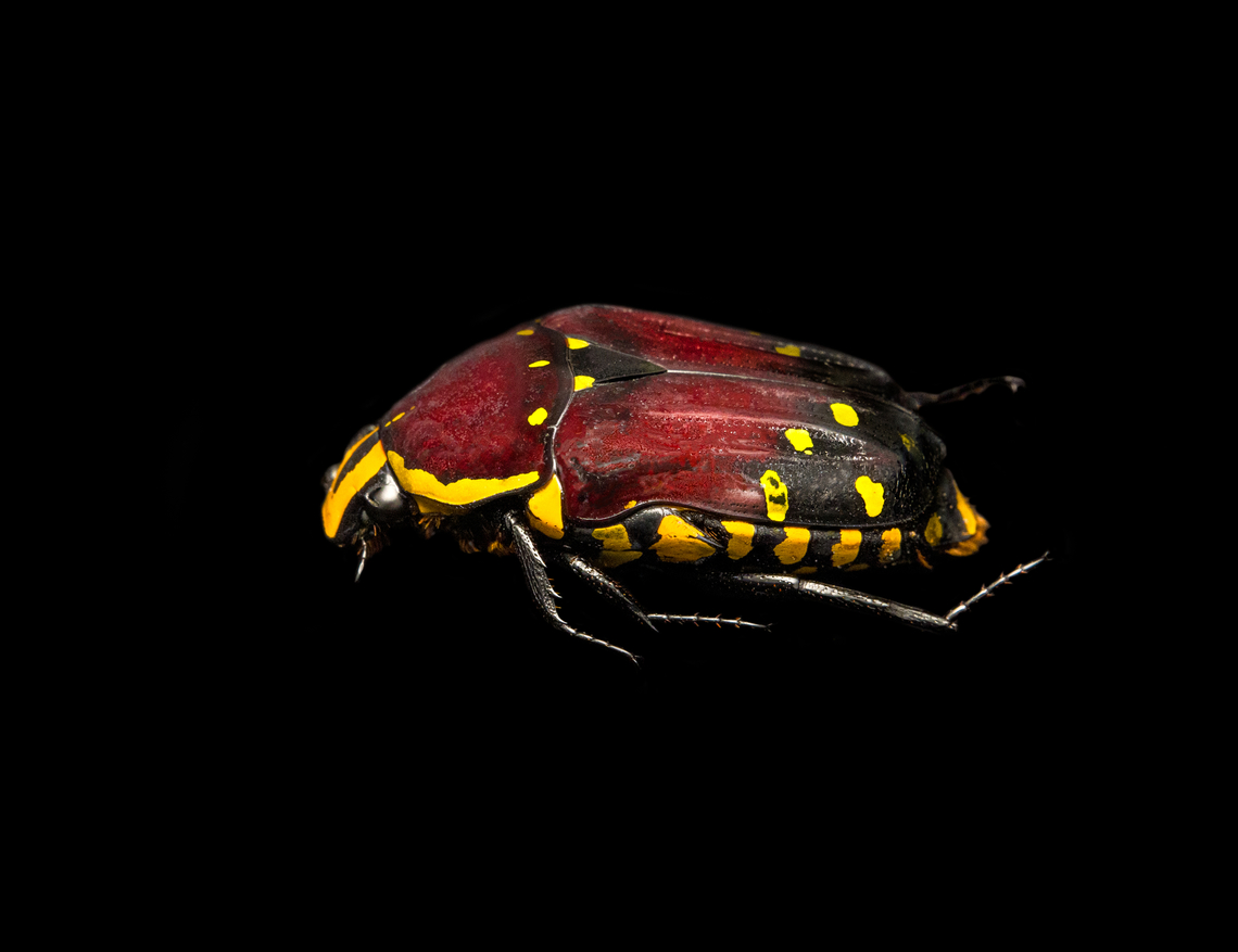 Euchroea histrionica - side view Specimen, from the Euchroea genus, consisting of colorful scarab beetles that are all endemic to Madagascar. <br />
<figure class="photo"><a href="https://www.jungledragon.com/image/139229/euchroea_histrionica_-_top.html" title="Euchroea histrionica - top"><img src="https://s3.amazonaws.com/media.jungledragon.com/images/2/139229_thumb.jpg?AWSAccessKeyId=05GMT0V3GWVNE7GGM1R2&Expires=1759968010&Signature=BBq6zGJkDEhzzSM2XrLm6YLtGUU%3D" width="150" height="152" alt="Euchroea histrionica - top Specimen, from the Euchroea genus, consisting of colorful scarab beetles that are all endemic to Madagascar. <br />
https://www.jungledragon.com/image/139230/euchroea_histrionica_-_side_view.html<br />
https://www.jungledragon.com/image/139231/euchroea_histrionica_-_frontal.html<br />
https://www.jungledragon.com/image/139234/euchroea_histrionica_-_upper_body_stack.html<br />
https://www.jungledragon.com/image/139233/euchroea_histrionica_-_side_view_stack.html<br />
https://www.jungledragon.com/image/139232/euchroea_histrionica_-_head_stack.html Euchroea histrionica,Europe,Heesch,Netherlands,World,the Netherlands" /></a></figure><br />
<figure class="photo"><a href="https://www.jungledragon.com/image/139231/euchroea_histrionica_-_frontal.html" title="Euchroea histrionica - frontal"><img src="https://s3.amazonaws.com/media.jungledragon.com/images/2/139231_thumb.jpg?AWSAccessKeyId=05GMT0V3GWVNE7GGM1R2&Expires=1759968010&Signature=o%2BHhTLL4ZJ0Zm0TbTmpphk9vZfQ%3D" width="144" height="152" alt="Euchroea histrionica - frontal Specimen, from the Euchroea genus, consisting of colorful scarab beetles that are all endemic to Madagascar. <br />
https://www.jungledragon.com/image/139229/euchroea_histrionica_-_top.html<br />
https://www.jungledragon.com/image/139230/euchroea_histrionica_-_side_view.html<br />
https://www.jungledragon.com/image/139234/euchroea_histrionica_-_upper_body_stack.html<br />
https://www.jungledragon.com/image/139233/euchroea_histrionica_-_side_view_stack.html<br />
https://www.jungledragon.com/image/139232/euchroea_histrionica_-_head_stack.html Euchroea histrionica,Europe,Heesch,Netherlands,World,the Netherlands" /></a></figure><br />
<figure class="photo"><a href="https://www.jungledragon.com/image/139234/euchroea_histrionica_-_upper_body_stack.html" title="Euchroea histrionica - upper body (stack)"><img src="https://s3.amazonaws.com/media.jungledragon.com/images/2/139234_thumb.jpg?AWSAccessKeyId=05GMT0V3GWVNE7GGM1R2&Expires=1759968010&Signature=3uYfGlO6uzB5wB0fQEnkr%2FhpX8w%3D" width="200" height="162" alt="Euchroea histrionica - upper body (stack) Specimen, from the Euchroea genus, consisting of colorful scarab beetles that are all endemic to Madagascar. <br />
https://www.jungledragon.com/image/139229/euchroea_histrionica_-_top.html<br />
https://www.jungledragon.com/image/139230/euchroea_histrionica_-_side_view.html<br />
https://www.jungledragon.com/image/139231/euchroea_histrionica_-_frontal.html<br />
https://www.jungledragon.com/image/139233/euchroea_histrionica_-_side_view_stack.html<br />
https://www.jungledragon.com/image/139232/euchroea_histrionica_-_head_stack.html Euchroea histrionica,Extreme Macro" /></a></figure><br />
<figure class="photo"><a href="https://www.jungledragon.com/image/139233/euchroea_histrionica_-_side_view_stack.html" title="Euchroea histrionica - side view (stack)"><img src="https://s3.amazonaws.com/media.jungledragon.com/images/2/139233_thumb.jpg?AWSAccessKeyId=05GMT0V3GWVNE7GGM1R2&Expires=1759968010&Signature=tfHgn4Gpd2Flvlfte7%2BfVB8iwBk%3D" width="128" height="152" alt="Euchroea histrionica - side view (stack) Specimen, from the Euchroea genus, consisting of colorful scarab beetles that are all endemic to Madagascar. <br />
https://www.jungledragon.com/image/139229/euchroea_histrionica_-_top.html<br />
https://www.jungledragon.com/image/139230/euchroea_histrionica_-_side_view.html<br />
https://www.jungledragon.com/image/139231/euchroea_histrionica_-_frontal.html<br />
https://www.jungledragon.com/image/139234/euchroea_histrionica_-_upper_body_stack.html<br />
https://www.jungledragon.com/image/139232/euchroea_histrionica_-_head_stack.html Euchroea histrionica,Extreme Macro" /></a></figure><br />
<figure class="photo"><a href="https://www.jungledragon.com/image/139232/euchroea_histrionica_-_head_stack.html" title="Euchroea histrionica - head (stack)"><img src="https://s3.amazonaws.com/media.jungledragon.com/images/2/139232_thumb.jpg?AWSAccessKeyId=05GMT0V3GWVNE7GGM1R2&Expires=1759968010&Signature=Au6kpZI1XPL1P3%2FuXE5Gd%2B07uzk%3D" width="200" height="134" alt="Euchroea histrionica - head (stack) Specimen, from the Euchroea genus, consisting of colorful scarab beetles that are all endemic to Madagascar. <br />
https://www.jungledragon.com/image/139229/euchroea_histrionica_-_top.html<br />
https://www.jungledragon.com/image/139230/euchroea_histrionica_-_side_view.html<br />
https://www.jungledragon.com/image/139231/euchroea_histrionica_-_frontal.html<br />
https://www.jungledragon.com/image/139234/euchroea_histrionica_-_upper_body_stack.html<br />
https://www.jungledragon.com/image/139233/euchroea_histrionica_-_side_view_stack.html Euchroea histrionica,Extreme Macro,Extreme Macro Portraits" /></a></figure> Euchroea histrionica,Europe,Heesch,Netherlands,World,the Netherlands