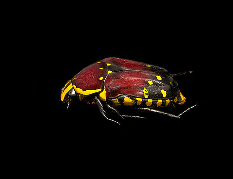 Euchroea histrionica - side view Specimen, from the Euchroea genus, consisting of colorful scarab beetles that are all endemic to Madagascar. 
https://www.jungledragon.com/image/139229/euchroea_histrionica_-_top.html
https://www.jungledragon.com/image/139231/euchroea_histrionica_-_frontal.html
https://www.jungledragon.com/image/139234/euchroea_histrionica_-_upper_body_stack.html
https://www.jungledragon.com/image/139233/euchroea_histrionica_-_side_view_stack.html
https://www.jungledragon.com/image/139232/euchroea_histrionica_-_head_stack.html Euchroea histrionica,Europe,Heesch,Netherlands,World,the Netherlands