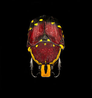 Euchroea histrionica - frontal Specimen, from the Euchroea genus, consisting of colorful scarab beetles that are all endemic to Madagascar. 
https://www.jungledragon.com/image/139229/euchroea_histrionica_-_top.html
https://www.jungledragon.com/image/139230/euchroea_histrionica_-_side_view.html
https://www.jungledragon.com/image/139234/euchroea_histrionica_-_upper_body_stack.html
https://www.jungledragon.com/image/139233/euchroea_histrionica_-_side_view_stack.html
https://www.jungledragon.com/image/139232/euchroea_histrionica_-_head_stack.html Euchroea histrionica,Europe,Heesch,Netherlands,World,the Netherlands