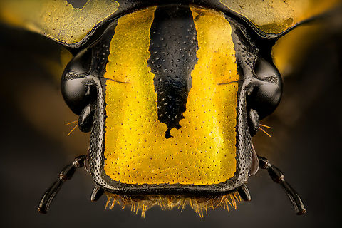 Euchroea histrionica - head (stack) Specimen, from the Euchroea genus, consisting of colorful scarab beetles that are all endemic to Madagascar. 
https://www.jungledragon.com/image/139229/euchroea_histrionica_-_top.html
https://www.jungledragon.com/image/139230/euchroea_histrionica_-_side_view.html
https://www.jungledragon.com/image/139231/euchroea_histrionica_-_frontal.html
https://www.jungledragon.com/image/139234/euchroea_histrionica_-_upper_body_stack.html
https://www.jungledragon.com/image/139233/euchroea_histrionica_-_side_view_stack.html Euchroea histrionica,Extreme Macro,Extreme Macro Portraits