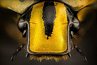 Euchroea histrionica - head (stack) Specimen, from the Euchroea genus, consisting of colorful scarab beetles that are all endemic to Madagascar. <br />
https://www.jungledragon.com/image/139229/euchroea_histrionica_-_top.html<br />
https://www.jungledragon.com/image/139230/euchroea_histrionica_-_side_view.html<br />
https://www.jungledragon.com/image/139231/euchroea_histrionica_-_frontal.html<br />
https://www.jungledragon.com/image/139234/euchroea_histrionica_-_upper_body_stack.html<br />
https://www.jungledragon.com/image/139233/euchroea_histrionica_-_side_view_stack.html Euchroea histrionica,Extreme Macro,Extreme Macro Portraits