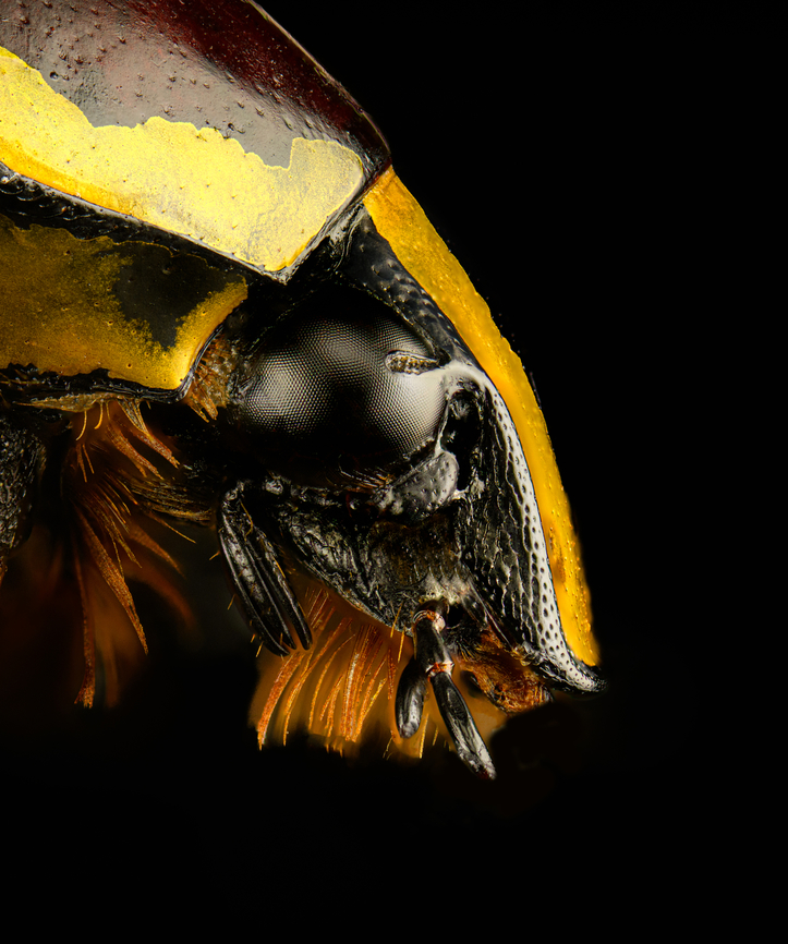 Euchroea histrionica - side view (stack) Specimen, from the Euchroea genus, consisting of colorful scarab beetles that are all endemic to Madagascar. <br />
<figure class="photo"><a href="https://www.jungledragon.com/image/139229/euchroea_histrionica_-_top.html" title="Euchroea histrionica - top"><img src="https://s3.amazonaws.com/media.jungledragon.com/images/2/139229_thumb.jpg?AWSAccessKeyId=05GMT0V3GWVNE7GGM1R2&Expires=1759968010&Signature=BBq6zGJkDEhzzSM2XrLm6YLtGUU%3D" width="150" height="152" alt="Euchroea histrionica - top Specimen, from the Euchroea genus, consisting of colorful scarab beetles that are all endemic to Madagascar. <br />
https://www.jungledragon.com/image/139230/euchroea_histrionica_-_side_view.html<br />
https://www.jungledragon.com/image/139231/euchroea_histrionica_-_frontal.html<br />
https://www.jungledragon.com/image/139234/euchroea_histrionica_-_upper_body_stack.html<br />
https://www.jungledragon.com/image/139233/euchroea_histrionica_-_side_view_stack.html<br />
https://www.jungledragon.com/image/139232/euchroea_histrionica_-_head_stack.html Euchroea histrionica,Europe,Heesch,Netherlands,World,the Netherlands" /></a></figure><br />
<figure class="photo"><a href="https://www.jungledragon.com/image/139230/euchroea_histrionica_-_side_view.html" title="Euchroea histrionica - side view"><img src="https://s3.amazonaws.com/media.jungledragon.com/images/2/139230_thumb.jpg?AWSAccessKeyId=05GMT0V3GWVNE7GGM1R2&Expires=1759968010&Signature=i4b%2Bs%2F42BUobEUxnfX0h35lP4HM%3D" width="200" height="154" alt="Euchroea histrionica - side view Specimen, from the Euchroea genus, consisting of colorful scarab beetles that are all endemic to Madagascar. <br />
https://www.jungledragon.com/image/139229/euchroea_histrionica_-_top.html<br />
https://www.jungledragon.com/image/139231/euchroea_histrionica_-_frontal.html<br />
https://www.jungledragon.com/image/139234/euchroea_histrionica_-_upper_body_stack.html<br />
https://www.jungledragon.com/image/139233/euchroea_histrionica_-_side_view_stack.html<br />
https://www.jungledragon.com/image/139232/euchroea_histrionica_-_head_stack.html Euchroea histrionica,Europe,Heesch,Netherlands,World,the Netherlands" /></a></figure><br />
<figure class="photo"><a href="https://www.jungledragon.com/image/139231/euchroea_histrionica_-_frontal.html" title="Euchroea histrionica - frontal"><img src="https://s3.amazonaws.com/media.jungledragon.com/images/2/139231_thumb.jpg?AWSAccessKeyId=05GMT0V3GWVNE7GGM1R2&Expires=1759968010&Signature=o%2BHhTLL4ZJ0Zm0TbTmpphk9vZfQ%3D" width="144" height="152" alt="Euchroea histrionica - frontal Specimen, from the Euchroea genus, consisting of colorful scarab beetles that are all endemic to Madagascar. <br />
https://www.jungledragon.com/image/139229/euchroea_histrionica_-_top.html<br />
https://www.jungledragon.com/image/139230/euchroea_histrionica_-_side_view.html<br />
https://www.jungledragon.com/image/139234/euchroea_histrionica_-_upper_body_stack.html<br />
https://www.jungledragon.com/image/139233/euchroea_histrionica_-_side_view_stack.html<br />
https://www.jungledragon.com/image/139232/euchroea_histrionica_-_head_stack.html Euchroea histrionica,Europe,Heesch,Netherlands,World,the Netherlands" /></a></figure><br />
<figure class="photo"><a href="https://www.jungledragon.com/image/139234/euchroea_histrionica_-_upper_body_stack.html" title="Euchroea histrionica - upper body (stack)"><img src="https://s3.amazonaws.com/media.jungledragon.com/images/2/139234_thumb.jpg?AWSAccessKeyId=05GMT0V3GWVNE7GGM1R2&Expires=1759968010&Signature=3uYfGlO6uzB5wB0fQEnkr%2FhpX8w%3D" width="200" height="162" alt="Euchroea histrionica - upper body (stack) Specimen, from the Euchroea genus, consisting of colorful scarab beetles that are all endemic to Madagascar. <br />
https://www.jungledragon.com/image/139229/euchroea_histrionica_-_top.html<br />
https://www.jungledragon.com/image/139230/euchroea_histrionica_-_side_view.html<br />
https://www.jungledragon.com/image/139231/euchroea_histrionica_-_frontal.html<br />
https://www.jungledragon.com/image/139233/euchroea_histrionica_-_side_view_stack.html<br />
https://www.jungledragon.com/image/139232/euchroea_histrionica_-_head_stack.html Euchroea histrionica,Extreme Macro" /></a></figure><br />
<figure class="photo"><a href="https://www.jungledragon.com/image/139232/euchroea_histrionica_-_head_stack.html" title="Euchroea histrionica - head (stack)"><img src="https://s3.amazonaws.com/media.jungledragon.com/images/2/139232_thumb.jpg?AWSAccessKeyId=05GMT0V3GWVNE7GGM1R2&Expires=1759968010&Signature=Au6kpZI1XPL1P3%2FuXE5Gd%2B07uzk%3D" width="200" height="134" alt="Euchroea histrionica - head (stack) Specimen, from the Euchroea genus, consisting of colorful scarab beetles that are all endemic to Madagascar. <br />
https://www.jungledragon.com/image/139229/euchroea_histrionica_-_top.html<br />
https://www.jungledragon.com/image/139230/euchroea_histrionica_-_side_view.html<br />
https://www.jungledragon.com/image/139231/euchroea_histrionica_-_frontal.html<br />
https://www.jungledragon.com/image/139234/euchroea_histrionica_-_upper_body_stack.html<br />
https://www.jungledragon.com/image/139233/euchroea_histrionica_-_side_view_stack.html Euchroea histrionica,Extreme Macro,Extreme Macro Portraits" /></a></figure> Euchroea histrionica,Extreme Macro