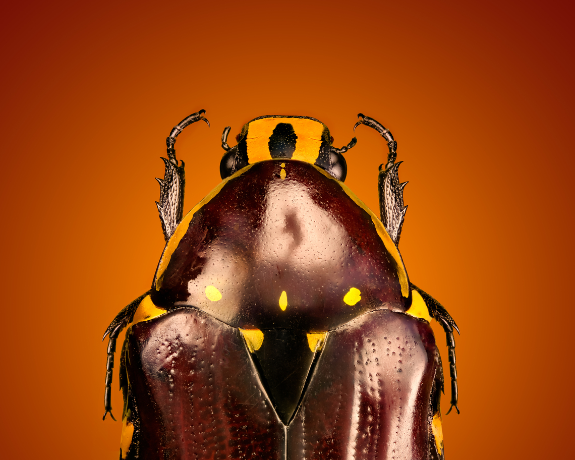 Euchroea histrionica - upper body (stack) Specimen, from the Euchroea genus, consisting of colorful scarab beetles that are all endemic to Madagascar. <br />
<figure class="photo"><a href="https://www.jungledragon.com/image/139229/euchroea_histrionica_-_top.html" title="Euchroea histrionica - top"><img src="https://s3.amazonaws.com/media.jungledragon.com/images/2/139229_thumb.jpg?AWSAccessKeyId=05GMT0V3GWVNE7GGM1R2&Expires=1767225610&Signature=Hss4iKtnt0QBD244eBGXlQbPjZc%3D" width="150" height="152" alt="Euchroea histrionica - top Specimen, from the Euchroea genus, consisting of colorful scarab beetles that are all endemic to Madagascar. <br />
https://www.jungledragon.com/image/139230/euchroea_histrionica_-_side_view.html<br />
https://www.jungledragon.com/image/139231/euchroea_histrionica_-_frontal.html<br />
https://www.jungledragon.com/image/139234/euchroea_histrionica_-_upper_body_stack.html<br />
https://www.jungledragon.com/image/139233/euchroea_histrionica_-_side_view_stack.html<br />
https://www.jungledragon.com/image/139232/euchroea_histrionica_-_head_stack.html Euchroea histrionica,Europe,Heesch,Netherlands,World,the Netherlands" /></a></figure><br />
<figure class="photo"><a href="https://www.jungledragon.com/image/139230/euchroea_histrionica_-_side_view.html" title="Euchroea histrionica - side view"><img src="https://s3.amazonaws.com/media.jungledragon.com/images/2/139230_thumb.jpg?AWSAccessKeyId=05GMT0V3GWVNE7GGM1R2&Expires=1767225610&Signature=TQQIfe100S9JhY3uiKVECTrd8eY%3D" width="200" height="154" alt="Euchroea histrionica - side view Specimen, from the Euchroea genus, consisting of colorful scarab beetles that are all endemic to Madagascar. <br />
https://www.jungledragon.com/image/139229/euchroea_histrionica_-_top.html<br />
https://www.jungledragon.com/image/139231/euchroea_histrionica_-_frontal.html<br />
https://www.jungledragon.com/image/139234/euchroea_histrionica_-_upper_body_stack.html<br />
https://www.jungledragon.com/image/139233/euchroea_histrionica_-_side_view_stack.html<br />
https://www.jungledragon.com/image/139232/euchroea_histrionica_-_head_stack.html Euchroea histrionica,Europe,Heesch,Netherlands,World,the Netherlands" /></a></figure><br />
<figure class="photo"><a href="https://www.jungledragon.com/image/139231/euchroea_histrionica_-_frontal.html" title="Euchroea histrionica - frontal"><img src="https://s3.amazonaws.com/media.jungledragon.com/images/2/139231_thumb.jpg?AWSAccessKeyId=05GMT0V3GWVNE7GGM1R2&Expires=1767225610&Signature=80HqqLaZrqHvKv4guHHjkJpntlI%3D" width="144" height="152" alt="Euchroea histrionica - frontal Specimen, from the Euchroea genus, consisting of colorful scarab beetles that are all endemic to Madagascar. <br />
https://www.jungledragon.com/image/139229/euchroea_histrionica_-_top.html<br />
https://www.jungledragon.com/image/139230/euchroea_histrionica_-_side_view.html<br />
https://www.jungledragon.com/image/139234/euchroea_histrionica_-_upper_body_stack.html<br />
https://www.jungledragon.com/image/139233/euchroea_histrionica_-_side_view_stack.html<br />
https://www.jungledragon.com/image/139232/euchroea_histrionica_-_head_stack.html Euchroea histrionica,Europe,Heesch,Netherlands,World,the Netherlands" /></a></figure><br />
<figure class="photo"><a href="https://www.jungledragon.com/image/139233/euchroea_histrionica_-_side_view_stack.html" title="Euchroea histrionica - side view (stack)"><img src="https://s3.amazonaws.com/media.jungledragon.com/images/2/139233_thumb.jpg?AWSAccessKeyId=05GMT0V3GWVNE7GGM1R2&Expires=1767225610&Signature=ZXdlt1tdixNo8tRbFqkzX5NHO64%3D" width="128" height="152" alt="Euchroea histrionica - side view (stack) Specimen, from the Euchroea genus, consisting of colorful scarab beetles that are all endemic to Madagascar. <br />
https://www.jungledragon.com/image/139229/euchroea_histrionica_-_top.html<br />
https://www.jungledragon.com/image/139230/euchroea_histrionica_-_side_view.html<br />
https://www.jungledragon.com/image/139231/euchroea_histrionica_-_frontal.html<br />
https://www.jungledragon.com/image/139234/euchroea_histrionica_-_upper_body_stack.html<br />
https://www.jungledragon.com/image/139232/euchroea_histrionica_-_head_stack.html Euchroea histrionica,Extreme Macro" /></a></figure><br />
<figure class="photo"><a href="https://www.jungledragon.com/image/139232/euchroea_histrionica_-_head_stack.html" title="Euchroea histrionica - head (stack)"><img src="https://s3.amazonaws.com/media.jungledragon.com/images/2/139232_thumb.jpg?AWSAccessKeyId=05GMT0V3GWVNE7GGM1R2&Expires=1767225610&Signature=999RaHu1ykBZPonnxZTrCFYjcHM%3D" width="200" height="134" alt="Euchroea histrionica - head (stack) Specimen, from the Euchroea genus, consisting of colorful scarab beetles that are all endemic to Madagascar. <br />
https://www.jungledragon.com/image/139229/euchroea_histrionica_-_top.html<br />
https://www.jungledragon.com/image/139230/euchroea_histrionica_-_side_view.html<br />
https://www.jungledragon.com/image/139231/euchroea_histrionica_-_frontal.html<br />
https://www.jungledragon.com/image/139234/euchroea_histrionica_-_upper_body_stack.html<br />
https://www.jungledragon.com/image/139233/euchroea_histrionica_-_side_view_stack.html Euchroea histrionica,Extreme Macro,Extreme Macro Portraits" /></a></figure> Euchroea histrionica,Extreme Macro