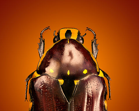 Euchroea histrionica - upper body (stack) Specimen, from the Euchroea genus, consisting of colorful scarab beetles that are all endemic to Madagascar. 
https://www.jungledragon.com/image/139229/euchroea_histrionica_-_top.html
https://www.jungledragon.com/image/139230/euchroea_histrionica_-_side_view.html
https://www.jungledragon.com/image/139231/euchroea_histrionica_-_frontal.html
https://www.jungledragon.com/image/139233/euchroea_histrionica_-_side_view_stack.html
https://www.jungledragon.com/image/139232/euchroea_histrionica_-_head_stack.html Euchroea histrionica,Extreme Macro