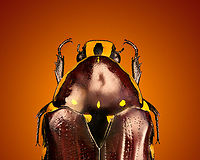 Euchroea histrionica - upper body (stack) Specimen, from the Euchroea genus, consisting of colorful scarab beetles that are all endemic to Madagascar. <br />
https://www.jungledragon.com/image/139229/euchroea_histrionica_-_top.html<br />
https://www.jungledragon.com/image/139230/euchroea_histrionica_-_side_view.html<br />
https://www.jungledragon.com/image/139231/euchroea_histrionica_-_frontal.html<br />
https://www.jungledragon.com/image/139233/euchroea_histrionica_-_side_view_stack.html<br />
https://www.jungledragon.com/image/139232/euchroea_histrionica_-_head_stack.html Euchroea histrionica,Extreme Macro