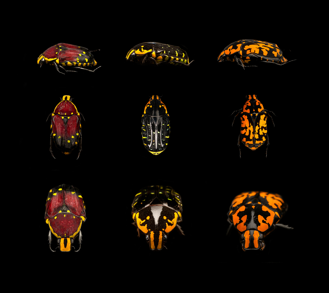 Euchroea histrionica, Euchroea Urania, Euchroea vadoni A little collage to show 3 different species of Euchroea that I recently photographed. Euchroea is a genus of beautiful scarab beetles endemic to Madagascar. Please see below entry points to many more photos for each species:<br />
<figure class="photo"><a href="https://www.jungledragon.com/image/139230/euchroea_histrionica_-_side_view.html" title="Euchroea histrionica - side view"><img src="https://s3.amazonaws.com/media.jungledragon.com/images/2/139230_thumb.jpg?AWSAccessKeyId=05GMT0V3GWVNE7GGM1R2&Expires=1761782410&Signature=ygl1526ZbW19zhlEzGVzSI%2Fmm6E%3D" width="200" height="154" alt="Euchroea histrionica - side view Specimen, from the Euchroea genus, consisting of colorful scarab beetles that are all endemic to Madagascar. <br />
https://www.jungledragon.com/image/139229/euchroea_histrionica_-_top.html<br />
https://www.jungledragon.com/image/139231/euchroea_histrionica_-_frontal.html<br />
https://www.jungledragon.com/image/139234/euchroea_histrionica_-_upper_body_stack.html<br />
https://www.jungledragon.com/image/139233/euchroea_histrionica_-_side_view_stack.html<br />
https://www.jungledragon.com/image/139232/euchroea_histrionica_-_head_stack.html Euchroea histrionica,Europe,Heesch,Netherlands,World,the Netherlands" /></a></figure><br />
<figure class="photo"><a href="https://www.jungledragon.com/image/139105/euchroea_urania_-_side_view.html" title="Euchroea Urania - side view"><img src="https://s3.amazonaws.com/media.jungledragon.com/images/2/139105_thumb.jpg?AWSAccessKeyId=05GMT0V3GWVNE7GGM1R2&Expires=1761782410&Signature=4RCYozj%2FnhdvbFO9h78OXfM2TFc%3D" width="200" height="134" alt="Euchroea Urania - side view Specimen, from the colorful genus of  Scarab beetles (Euchroea) that are endemic to Madagascar. This one was very difficult to illuminate as you need a lot of light to show some details on the largely black body whilst this simultaneously overblows the colorful highlights.<br />
https://www.jungledragon.com/image/139104/euchroea_urania_-_top.html<br />
https://www.jungledragon.com/image/139103/euchroea_urania_-_underside.html<br />
https://www.jungledragon.com/image/139106/euchroea_urania_-_frontal.html<br />
https://www.jungledragon.com/image/139107/euchroea_urania_-_head_stack.html<br />
https://www.jungledragon.com/image/139109/euchroea_urania_-_side_view_stack.html Euchroea Urania,Europe,Heesch,Netherlands,World,the Netherlands" /></a></figure><br />
<figure class="photo"><a href="https://www.jungledragon.com/image/138600/euchroea_vadoni_-_side_view_heesch_netherlands.html" title="Euchroea vadoni - side view, Heesch, Netherlands"><img src="https://s3.amazonaws.com/media.jungledragon.com/images/2/138600_thumb.jpg?AWSAccessKeyId=05GMT0V3GWVNE7GGM1R2&Expires=1761782410&Signature=6xIkx%2B98wHLAGkQztgnzyRlFYH8%3D" width="200" height="134" alt="Euchroea vadoni - side view, Heesch, Netherlands Specimen at 2.5cm. From the incredible Euchroea genus of scarab beetles, all of which are endemic to Madagascar.<br />
https://www.jungledragon.com/image/138599/euchroea_vadoni_heesch_netherlands.html<br />
https://www.jungledragon.com/image/138601/euchroea_vadoni_-_diagonal_view_heesch_netherlands.html<br />
https://www.jungledragon.com/image/138602/euchroea_vadoni_-_stack_heesch_netherlands.html<br />
https://www.jungledragon.com/image/138603/euchroea_vadoni_-_stack_frontal_heesch_netherlands.html<br />
https://www.jungledragon.com/image/138604/euchroea_vadoni_-_stack_head_heesch_netherlands.html<br />
 Euchroea vadoni,Europe,Heesch,Netherlands,Specimen,World,the Netherlands" /></a></figure><br />
And not to forget the 3 awesome species shared by Christine:<br />
<br />
<figure class="photo"><a href="https://www.jungledragon.com/image/128900/scarab_beetle_-_euchroea_coelestis.html" title="Scarab Beetle - Euchroea coelestis"><img src="https://s3.amazonaws.com/media.jungledragon.com/images/3232/128900_thumb.jpg?AWSAccessKeyId=05GMT0V3GWVNE7GGM1R2&Expires=1761782410&Signature=JLODKwQQcVvuAi8rlEgq6hUKVhg%3D" width="124" height="152" alt="Scarab Beetle - Euchroea coelestis *Pinned specimen Cetoniinae,Euchroea,Euchroea coelestis,Euchroea colestis,Geotagged,Scarabaeidae,United States,Winter,beetle" /></a></figure><br />
<figure class="photo"><a href="https://www.jungledragon.com/image/133543/scarab_beetle_-_euchroea_aurostellata.html" title="Scarab Beetle - Euchroea aurostellata"><img src="https://s3.amazonaws.com/media.jungledragon.com/images/3232/133543_thumb.jpg?AWSAccessKeyId=05GMT0V3GWVNE7GGM1R2&Expires=1761782410&Signature=9SOBE%2BnRwv3e%2BiFL3rQm3XTFxe0%3D" width="114" height="152" alt="Scarab Beetle - Euchroea aurostellata *Pinned specimen from Madagascar Euchroea,Euchroea aurostellata,Geotagged,Spring,United States,beetle,scarab,scarabaeidae" /></a></figure><br />
<figure class="photo"><a href="https://www.jungledragon.com/image/137637/scarab_beetle_-_euchroea_auripimenta.html" title="Scarab Beetle - Euchroea auripimenta"><img src="https://s3.amazonaws.com/media.jungledragon.com/images/3232/137637_thumb.jpg?AWSAccessKeyId=05GMT0V3GWVNE7GGM1R2&Expires=1761782410&Signature=P%2FM96r5B%2FyqDbz2JVjU2%2Bm%2BOLAU%3D" width="116" height="152" alt="Scarab Beetle - Euchroea auripimenta *Pinned specimen; native to Madagascar Euchroea,Euchroea auripimenta,Geotagged,Scarabaeidae,Summer,United States,beetle,scarab beetle" /></a></figure><br />
And just for fun:<br />
<br />
<section class="video"><iframe width="448" height="282" src="https://www.youtube-nocookie.com/embed/wGCi9Lf1bkc?hd=1&autoplay=0&rel=0" frameborder="0" allowfullscreen></iframe></section> Euchroea Urania,Euchroea histrionica,Euchroea vadoni
