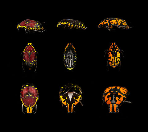 Euchroea histrionica, Euchroea Urania, Euchroea vadoni A little collage to show 3 different species of Euchroea that I recently photographed. Euchroea is a genus of beautiful scarab beetles endemic to Madagascar. Please see below entry points to many more photos for each species:
https://www.jungledragon.com/image/139230/euchroea_histrionica_-_side_view.html
https://www.jungledragon.com/image/139105/euchroea_urania_-_side_view.html
https://www.jungledragon.com/image/138600/euchroea_vadoni_-_side_view_heesch_netherlands.html
And not to forget the 3 awesome species shared by Christine:

https://www.jungledragon.com/image/128900/scarab_beetle_-_euchroea_coelestis.html
https://www.jungledragon.com/image/133543/scarab_beetle_-_euchroea_aurostellata.html
https://www.jungledragon.com/image/137637/scarab_beetle_-_euchroea_auripimenta.html
And just for fun:

https://www.youtube.com/watch?v=wGCi9Lf1bkc Euchroea Urania,Euchroea histrionica,Euchroea vadoni