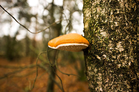 Orange Ganoderma applanatum on living tree in dutch forest - side view You should take all my fungi identifications with a grain of salt, I find determining them very hard, so I will often be wrong. Do correct me. Autumn,Fall,Ganoderma applanatum,Heesch,Netherlands