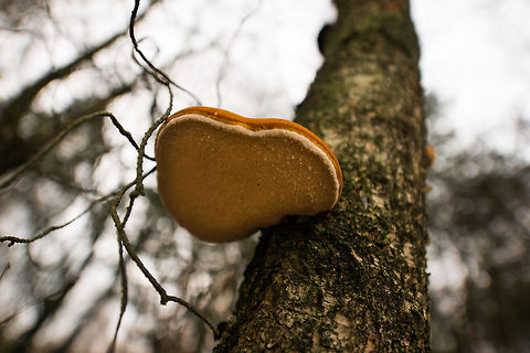 Orange Ganoderma applanatum on living tree in dutch forest - top view  Autumn,Fall,Ganoderma applanatum,Heesch,Netherlands