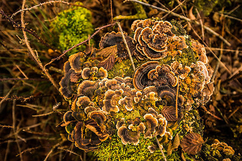 Cluster of colorful Trametes versicolor on dutch forest floor  Autumn,Fall,Heesch,Netherlands,Trametes versicolor,Turkey tail