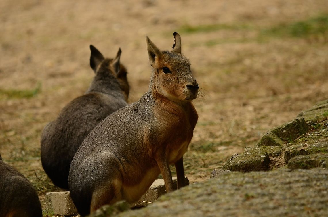 Patagonian Mara group (Dolichotis patagonum) This large rodent is a Mara, to me it looks part rabbit, part kangaroo :) Dolichotis patagonum,Patagonian Mara,Rhenen Zoo,Rodents