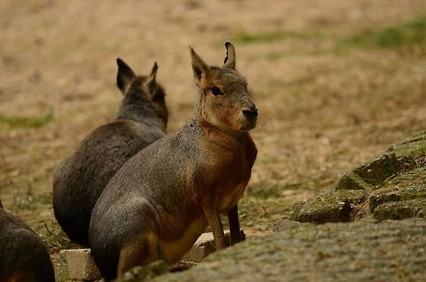 Patagonian Mara group (Dolichotis patagonum) This large rodent is a Mara, to me it looks part rabbit, part kangaroo :) Dolichotis patagonum,Patagonian Mara,Rhenen Zoo,Rodents