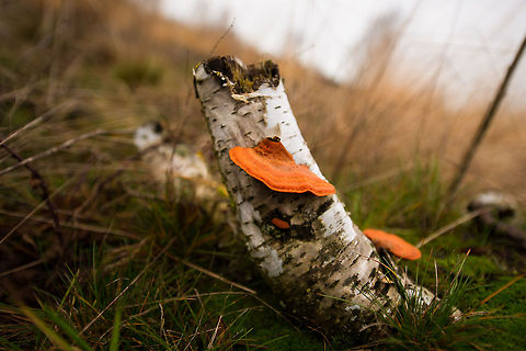 Northern Cinnabar Polypore