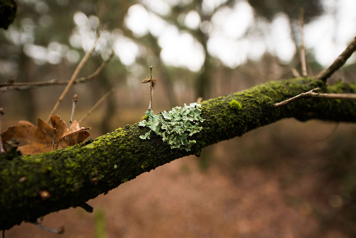 Common Greenshield Lichen on dead branch, Netherlands Whenever you have time, you should definitely read up on lichen species. They are composite organisms, consisting of a fungus and algae part, growing together, and able to survive in the harshest of environments. Autumn,Common greenshield lichen,Fall,Flavoparmelia caperata,Heesch,Netherlands