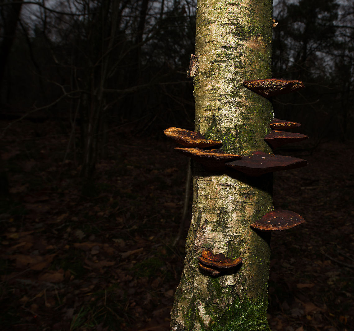 Large brown tree fungi in dutch forest I can&#039;t find an ID for it, so I can only describe them. These are brownish red on the top, and yellowish at the bottom. They are fairly large, about the size of an adult male&#039;s hand or larger. Artist's Fungus,Autumn,Fall,Ganoderma applanatum,Heesch,Netherlands