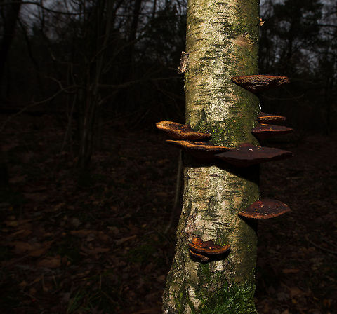 Large brown tree fungi in dutch forest I can't find an ID for it, so I can only describe them. These are brownish red on the top, and yellowish at the bottom. They are fairly large, about the size of an adult male's hand or larger. Artist's Fungus,Autumn,Fall,Ganoderma applanatum,Heesch,Netherlands