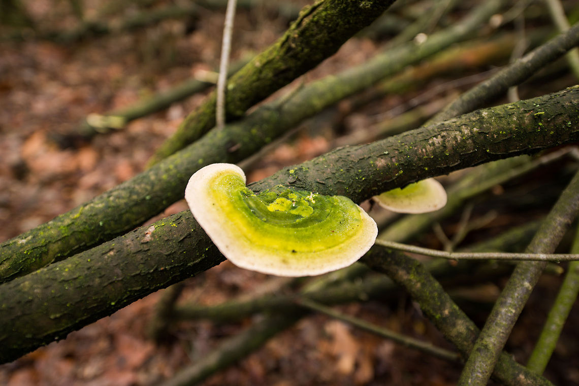 Algae-infected Trametes gibbosa on dead tree, south of Netherlands This likely is a very common Trametes gibbosa that has turned green from algae, based on the observation of many white Trametes gibbosa in the immediate surroundings. Autumn,Fall,Heesch,Netherlands,Trametes gibbosa