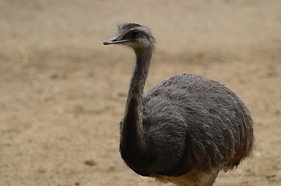 Nandoe (Rhea americana) Captured at the Rhenen zoo, the Netherlands Flightless birds,Rhea Americana,Rhenen Zoo
