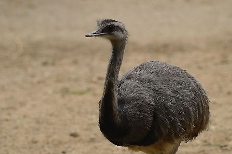 Nandoe (Rhea americana) Captured at the Rhenen zoo, the Netherlands Flightless birds,Rhea Americana,Rhenen Zoo