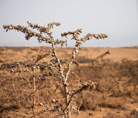 Dust-covered Acacia drepanolobium outside Ngorongoro crater  Acacia drepanolobium,Africa,Serengeti Central,Serengeti National Park,Serengeti area,Tanzania,Whistling Thorn