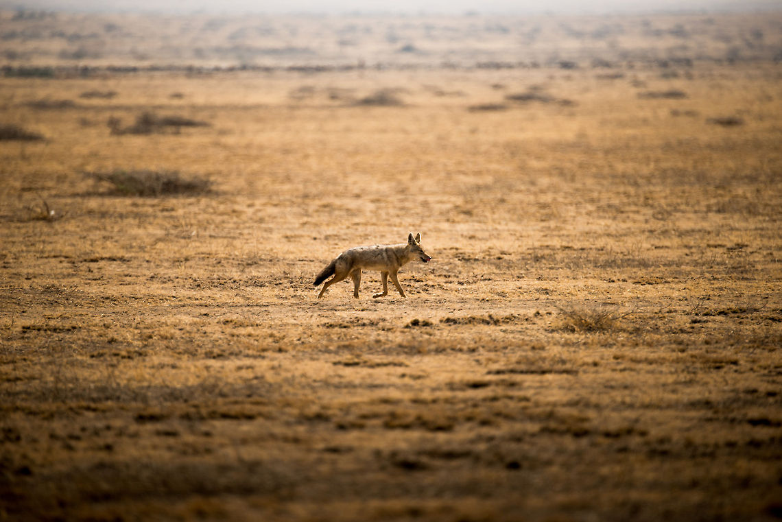 Golden Jackal on the move, Serengeti National Park Captured just outside the official Serengeti NP entrance gate. This is a different Jackal species compared to the ones I posted earlier. Africa,Canis aureus,Golden jackal,Serengeti Central,Serengeti National Park,Serengeti area,Tanzania