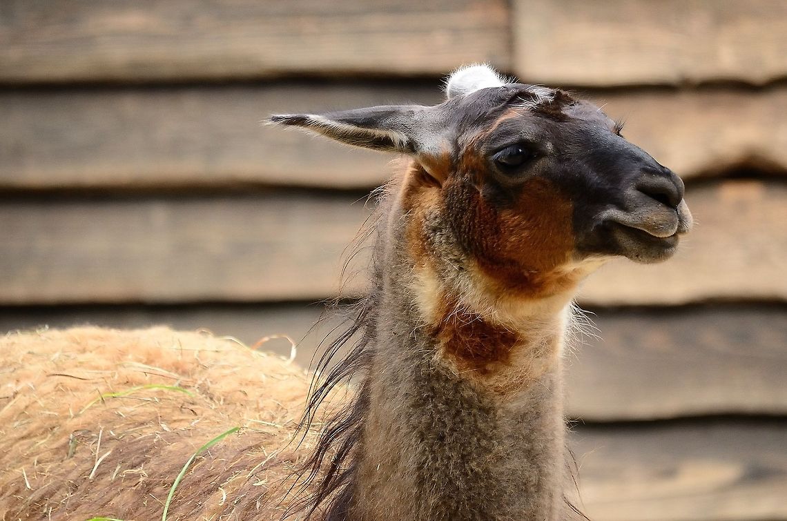 Male Llama in Rhenen zoo Friendly looking, colorful male Llama in the Rhenen zoo, the Netherlands. Lama glama,Llama,Rhenen Zoo