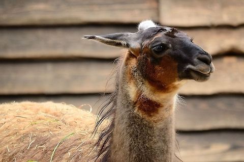 Male Llama in Rhenen zoo Friendly looking, colorful male Llama in the Rhenen zoo, the Netherlands. Lama glama,Llama,Rhenen Zoo