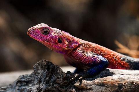 Mwanza flat-headed rock agama (male) closeup, Serengeti, Tanzania The colorful male Mwanza flat-headed rock agama, found at a high viewing point near the entrance of Serengeti NP. The viewing point is a so-called "kopje", a rock formation suddenly arising from an otherwise flat and non-rocky landscape.  Africa,Agama mwanzae,Mwanza flat-headed rock agama,Serengeti Central,Serengeti National Park,Serengeti area,Tanzania