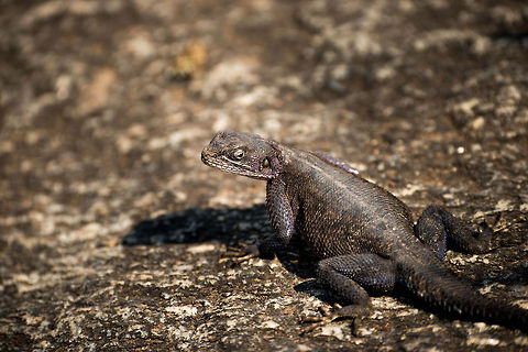 Mwanza flat-headed rock agama (female), Serengeti, Tanzania  Africa,Agama mwanzae,Mwanza flat-headed rock agama,Serengeti Central,Serengeti National Park,Serengeti area,Tanzania