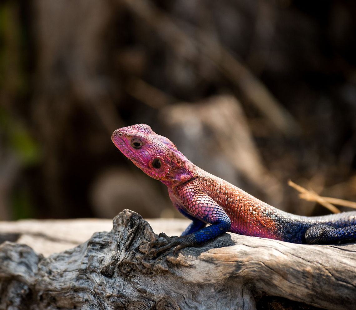 Mwanza flat-headed rock agama (male), Serengeti, Tanzania  Africa,Agama mwanzae,Mwanza flat-headed rock agama,Serengeti Central,Serengeti National Park,Serengeti area,Tanzania