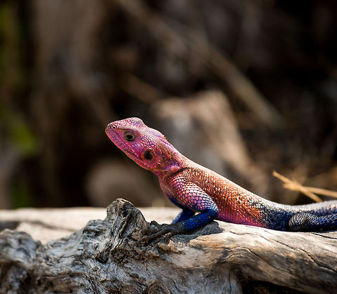 Mwanza flat-headed rock agama (male), Serengeti, Tanzania  Africa,Agama mwanzae,Mwanza flat-headed rock agama,Serengeti Central,Serengeti National Park,Serengeti area,Tanzania