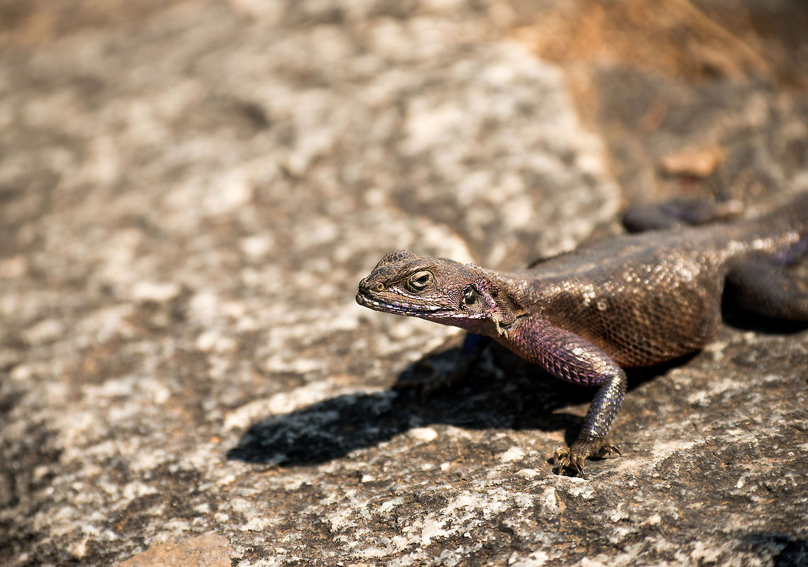 Mwanza flat-headed rock agama (female), Serengeti, Tanzania  Africa,Agama mwanzae,Mwanza flat-headed rock agama,Serengeti Central,Serengeti National Park,Serengeti area,Tanzania