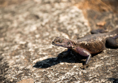 Mwanza flat-headed rock agama (female), Serengeti, Tanzania  Africa,Agama mwanzae,Mwanza flat-headed rock agama,Serengeti Central,Serengeti National Park,Serengeti area,Tanzania