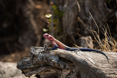 Mwanza flat-headed rock agama (male) full body view, Serengeti, Tanzania  Africa,Agama mwanzae,Mwanza flat-headed rock agama,Serengeti Central,Serengeti National Park,Serengeti area,Tanzania