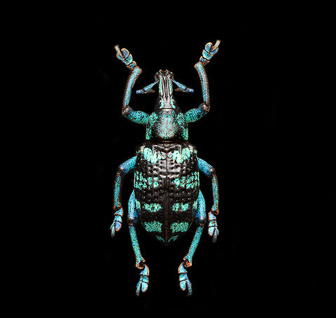 Eupholus linnei Specimen at 25mm, originally from Kai islands, Indonesia.
https://www.jungledragon.com/image/139636/eupholus_linnei_-_side_view.html
https://www.jungledragon.com/image/139638/eupholus_linnei_-_upper_body_stack.html
https://www.jungledragon.com/image/139637/eupholus_linnei_-_head_stack.html
https://www.jungledragon.com/image/139640/eupholus_linnei_-_head_51_stack.html Eupholus linnei,Europe,Heesch,Netherlands,World,the Netherlands