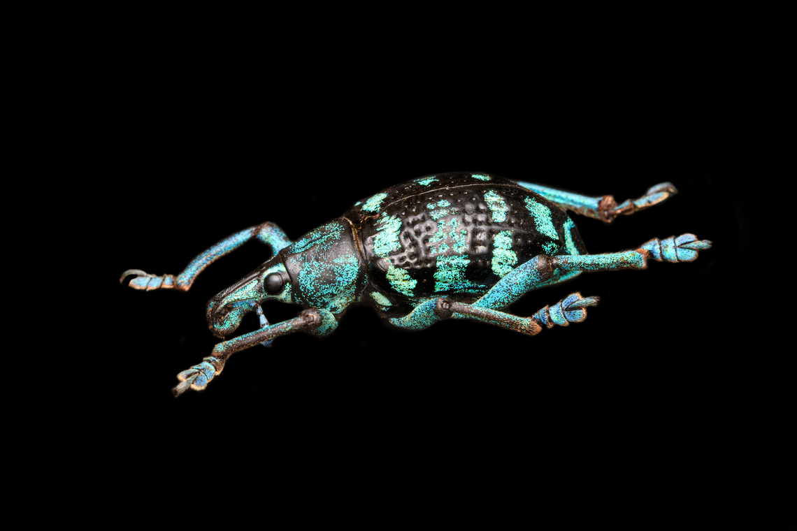 Eupholus linnei - side view Specimen at 25mm, originally from Kai islands, Indonesia.<br />
<figure class="photo"><a href="https://www.jungledragon.com/image/139635/eupholus_linnei.html" title="Eupholus linnei"><img src="https://s3.amazonaws.com/media.jungledragon.com/images/2/139635_thumb.jpg?AWSAccessKeyId=05GMT0V3GWVNE7GGM1R2&Expires=1759968010&Signature=ThfLhO9Tt3HipvmLKJiXoBTXdsw%3D" width="200" height="190" alt="Eupholus linnei Specimen at 25mm, originally from Kai islands, Indonesia.<br />
https://www.jungledragon.com/image/139636/eupholus_linnei_-_side_view.html<br />
https://www.jungledragon.com/image/139638/eupholus_linnei_-_upper_body_stack.html<br />
https://www.jungledragon.com/image/139637/eupholus_linnei_-_head_stack.html<br />
https://www.jungledragon.com/image/139640/eupholus_linnei_-_head_51_stack.html Eupholus linnei,Europe,Heesch,Netherlands,World,the Netherlands" /></a></figure><br />
<figure class="photo"><a href="https://www.jungledragon.com/image/139638/eupholus_linnei_-_upper_body_stack.html" title="Eupholus linnei - upper body (stack)"><img src="https://s3.amazonaws.com/media.jungledragon.com/images/2/139638_thumb.jpg?AWSAccessKeyId=05GMT0V3GWVNE7GGM1R2&Expires=1759968010&Signature=6o7iqyrTBIKOvADyU1iobH%2BnjOw%3D" width="200" height="144" alt="Eupholus linnei - upper body (stack) Specimen at 25mm, originally from Kai islands, Indonesia.<br />
https://www.jungledragon.com/image/139635/eupholus_linnei.html<br />
https://www.jungledragon.com/image/139636/eupholus_linnei_-_side_view.html<br />
https://www.jungledragon.com/image/139637/eupholus_linnei_-_head_stack.html<br />
https://www.jungledragon.com/image/139640/eupholus_linnei_-_head_51_stack.html Eupholus linnei,Extreme Macro" /></a></figure><br />
<figure class="photo"><a href="https://www.jungledragon.com/image/139637/eupholus_linnei_-_head_stack.html" title="Eupholus linnei - head (stack)"><img src="https://s3.amazonaws.com/media.jungledragon.com/images/2/139637_thumb.jpg?AWSAccessKeyId=05GMT0V3GWVNE7GGM1R2&Expires=1759968010&Signature=ECRiRdyKQYKsy5OWqGZMbX54qlo%3D" width="200" height="134" alt="Eupholus linnei - head (stack) Specimen at 25mm, originally from Kai islands, Indonesia.<br />
https://www.jungledragon.com/image/139635/eupholus_linnei.html<br />
https://www.jungledragon.com/image/139636/eupholus_linnei_-_side_view.html<br />
https://www.jungledragon.com/image/139638/eupholus_linnei_-_upper_body_stack.html<br />
https://www.jungledragon.com/image/139640/eupholus_linnei_-_head_51_stack.html Eupholus linnei,Extreme Macro" /></a></figure><br />
<figure class="photo"><a href="https://www.jungledragon.com/image/139640/eupholus_linnei_-_head_51_stack.html" title="Eupholus linnei - head (5:1 stack)"><img src="https://s3.amazonaws.com/media.jungledragon.com/images/2/139640_thumb.jpg?AWSAccessKeyId=05GMT0V3GWVNE7GGM1R2&Expires=1759968010&Signature=84lTh8EscJ0jVdC7ogbOfw9Npjc%3D" width="200" height="134" alt="Eupholus linnei - head (5:1 stack) Specimen at 25mm, originally from Kai islands, Indonesia.<br />
https://www.jungledragon.com/image/139635/eupholus_linnei.html<br />
https://www.jungledragon.com/image/139636/eupholus_linnei_-_side_view.html<br />
https://www.jungledragon.com/image/139638/eupholus_linnei_-_upper_body_stack.html<br />
https://www.jungledragon.com/image/139637/eupholus_linnei_-_head_stack.html Eupholus linnei,Extreme Macro,Extreme Macro Portraits" /></a></figure> Eupholus linnei,Europe,Heesch,Netherlands,World,the Netherlands