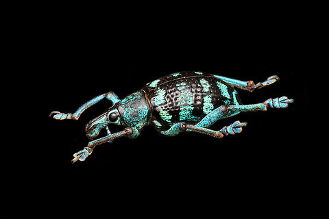 Eupholus linnei - side view Specimen at 25mm, originally from Kai islands, Indonesia.
https://www.jungledragon.com/image/139635/eupholus_linnei.html
https://www.jungledragon.com/image/139638/eupholus_linnei_-_upper_body_stack.html
https://www.jungledragon.com/image/139637/eupholus_linnei_-_head_stack.html
https://www.jungledragon.com/image/139640/eupholus_linnei_-_head_51_stack.html Eupholus linnei,Europe,Heesch,Netherlands,World,the Netherlands