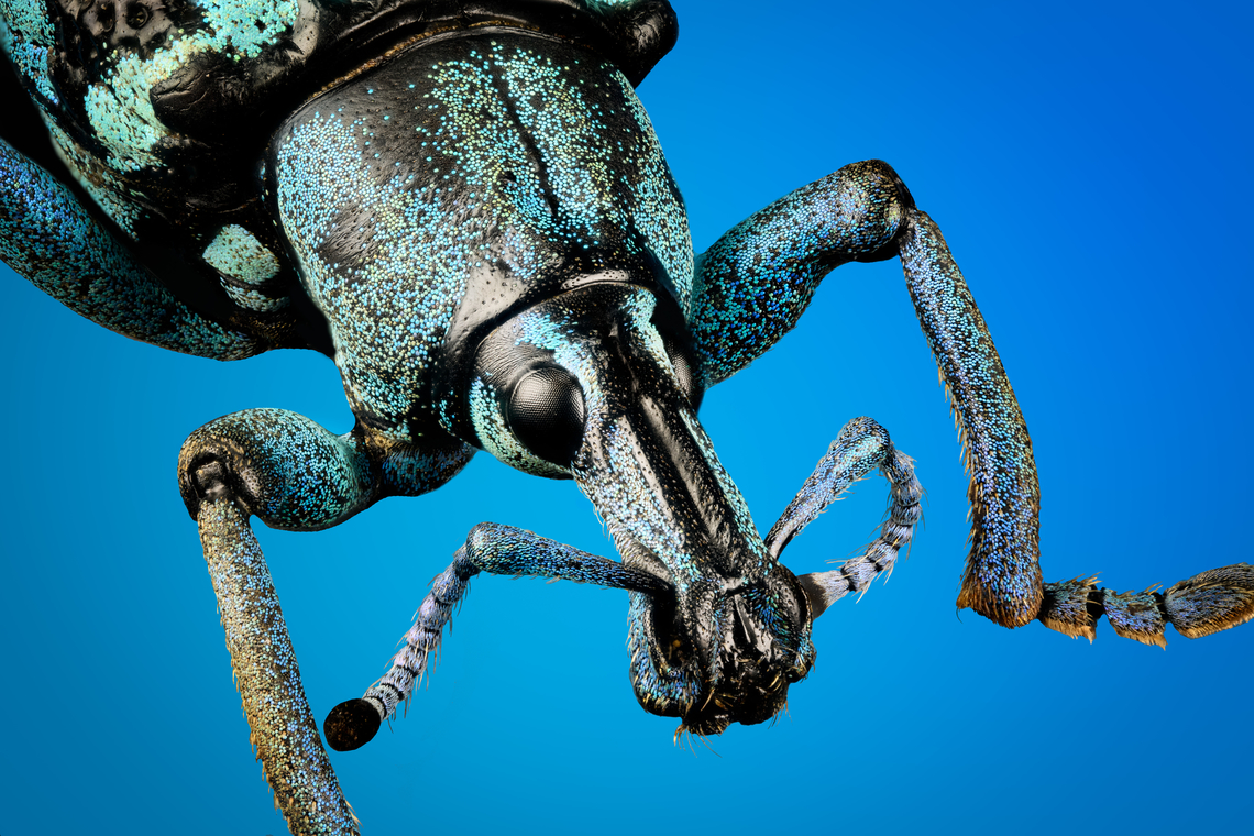 Eupholus linnei - head (stack) Specimen at 25mm, originally from Kai islands, Indonesia.<br />
<figure class="photo"><a href="https://www.jungledragon.com/image/139635/eupholus_linnei.html" title="Eupholus linnei"><img src="https://s3.amazonaws.com/media.jungledragon.com/images/2/139635_thumb.jpg?AWSAccessKeyId=05GMT0V3GWVNE7GGM1R2&Expires=1767225610&Signature=bV30Iv4Tm%2BYfwtInY1PbukMpe%2FY%3D" width="200" height="190" alt="Eupholus linnei Specimen at 25mm, originally from Kai islands, Indonesia.<br />
https://www.jungledragon.com/image/139636/eupholus_linnei_-_side_view.html<br />
https://www.jungledragon.com/image/139638/eupholus_linnei_-_upper_body_stack.html<br />
https://www.jungledragon.com/image/139637/eupholus_linnei_-_head_stack.html<br />
https://www.jungledragon.com/image/139640/eupholus_linnei_-_head_51_stack.html Eupholus linnei,Europe,Heesch,Netherlands,World,the Netherlands" /></a></figure><br />
<figure class="photo"><a href="https://www.jungledragon.com/image/139636/eupholus_linnei_-_side_view.html" title="Eupholus linnei - side view"><img src="https://s3.amazonaws.com/media.jungledragon.com/images/2/139636_thumb.jpg?AWSAccessKeyId=05GMT0V3GWVNE7GGM1R2&Expires=1767225610&Signature=K4deK1venGriI6q3Go5KmbaXWOc%3D" width="200" height="134" alt="Eupholus linnei - side view Specimen at 25mm, originally from Kai islands, Indonesia.<br />
https://www.jungledragon.com/image/139635/eupholus_linnei.html<br />
https://www.jungledragon.com/image/139638/eupholus_linnei_-_upper_body_stack.html<br />
https://www.jungledragon.com/image/139637/eupholus_linnei_-_head_stack.html<br />
https://www.jungledragon.com/image/139640/eupholus_linnei_-_head_51_stack.html Eupholus linnei,Europe,Heesch,Netherlands,World,the Netherlands" /></a></figure><br />
<figure class="photo"><a href="https://www.jungledragon.com/image/139638/eupholus_linnei_-_upper_body_stack.html" title="Eupholus linnei - upper body (stack)"><img src="https://s3.amazonaws.com/media.jungledragon.com/images/2/139638_thumb.jpg?AWSAccessKeyId=05GMT0V3GWVNE7GGM1R2&Expires=1767225610&Signature=e92SMEjHbhe8dVvZo4X3fM1JSMY%3D" width="200" height="144" alt="Eupholus linnei - upper body (stack) Specimen at 25mm, originally from Kai islands, Indonesia.<br />
https://www.jungledragon.com/image/139635/eupholus_linnei.html<br />
https://www.jungledragon.com/image/139636/eupholus_linnei_-_side_view.html<br />
https://www.jungledragon.com/image/139637/eupholus_linnei_-_head_stack.html<br />
https://www.jungledragon.com/image/139640/eupholus_linnei_-_head_51_stack.html Eupholus linnei,Extreme Macro" /></a></figure><br />
<figure class="photo"><a href="https://www.jungledragon.com/image/139640/eupholus_linnei_-_head_51_stack.html" title="Eupholus linnei - head (5:1 stack)"><img src="https://s3.amazonaws.com/media.jungledragon.com/images/2/139640_thumb.jpg?AWSAccessKeyId=05GMT0V3GWVNE7GGM1R2&Expires=1767225610&Signature=pPuEPDL6lEbJrzKykJOR4r79F1w%3D" width="200" height="134" alt="Eupholus linnei - head (5:1 stack) Specimen at 25mm, originally from Kai islands, Indonesia.<br />
https://www.jungledragon.com/image/139635/eupholus_linnei.html<br />
https://www.jungledragon.com/image/139636/eupholus_linnei_-_side_view.html<br />
https://www.jungledragon.com/image/139638/eupholus_linnei_-_upper_body_stack.html<br />
https://www.jungledragon.com/image/139637/eupholus_linnei_-_head_stack.html Eupholus linnei,Extreme Macro,Extreme Macro Portraits" /></a></figure> Eupholus linnei,Extreme Macro