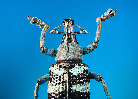 Eupholus linnei - upper body (stack) Specimen at 25mm, originally from Kai islands, Indonesia.
https://www.jungledragon.com/image/139635/eupholus_linnei.html
https://www.jungledragon.com/image/139636/eupholus_linnei_-_side_view.html
https://www.jungledragon.com/image/139637/eupholus_linnei_-_head_stack.html
https://www.jungledragon.com/image/139640/eupholus_linnei_-_head_51_stack.html Eupholus linnei,Extreme Macro