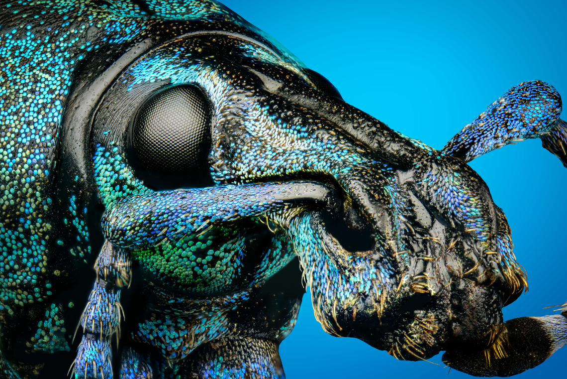 Eupholus linnei - head (5:1 stack) Specimen at 25mm, originally from Kai islands, Indonesia.<br />
<figure class="photo"><a href="https://www.jungledragon.com/image/139635/eupholus_linnei.html" title="Eupholus linnei"><img src="https://s3.amazonaws.com/media.jungledragon.com/images/2/139635_thumb.jpg?AWSAccessKeyId=05GMT0V3GWVNE7GGM1R2&Expires=1770854410&Signature=OXZBWBtYzduIpwe8m7osYPRgiC0%3D" width="200" height="190" alt="Eupholus linnei Specimen at 25mm, originally from Kai islands, Indonesia.<br />
https://www.jungledragon.com/image/139636/eupholus_linnei_-_side_view.html<br />
https://www.jungledragon.com/image/139638/eupholus_linnei_-_upper_body_stack.html<br />
https://www.jungledragon.com/image/139637/eupholus_linnei_-_head_stack.html<br />
https://www.jungledragon.com/image/139640/eupholus_linnei_-_head_51_stack.html Eupholus linnei,Europe,Heesch,Netherlands,World,the Netherlands" /></a></figure><br />
<figure class="photo"><a href="https://www.jungledragon.com/image/139636/eupholus_linnei_-_side_view.html" title="Eupholus linnei - side view"><img src="https://s3.amazonaws.com/media.jungledragon.com/images/2/139636_thumb.jpg?AWSAccessKeyId=05GMT0V3GWVNE7GGM1R2&Expires=1770854410&Signature=PAx6vwubooHABHQZ3xkndoFIAnE%3D" width="200" height="134" alt="Eupholus linnei - side view Specimen at 25mm, originally from Kai islands, Indonesia.<br />
https://www.jungledragon.com/image/139635/eupholus_linnei.html<br />
https://www.jungledragon.com/image/139638/eupholus_linnei_-_upper_body_stack.html<br />
https://www.jungledragon.com/image/139637/eupholus_linnei_-_head_stack.html<br />
https://www.jungledragon.com/image/139640/eupholus_linnei_-_head_51_stack.html Eupholus linnei,Europe,Heesch,Netherlands,World,the Netherlands" /></a></figure><br />
<figure class="photo"><a href="https://www.jungledragon.com/image/139638/eupholus_linnei_-_upper_body_stack.html" title="Eupholus linnei - upper body (stack)"><img src="https://s3.amazonaws.com/media.jungledragon.com/images/2/139638_thumb.jpg?AWSAccessKeyId=05GMT0V3GWVNE7GGM1R2&Expires=1770854410&Signature=JcYNLKwdpxT9lMNke%2B10yjQ1cOw%3D" width="200" height="144" alt="Eupholus linnei - upper body (stack) Specimen at 25mm, originally from Kai islands, Indonesia.<br />
https://www.jungledragon.com/image/139635/eupholus_linnei.html<br />
https://www.jungledragon.com/image/139636/eupholus_linnei_-_side_view.html<br />
https://www.jungledragon.com/image/139637/eupholus_linnei_-_head_stack.html<br />
https://www.jungledragon.com/image/139640/eupholus_linnei_-_head_51_stack.html Eupholus linnei,Extreme Macro" /></a></figure><br />
<figure class="photo"><a href="https://www.jungledragon.com/image/139637/eupholus_linnei_-_head_stack.html" title="Eupholus linnei - head (stack)"><img src="https://s3.amazonaws.com/media.jungledragon.com/images/2/139637_thumb.jpg?AWSAccessKeyId=05GMT0V3GWVNE7GGM1R2&Expires=1770854410&Signature=O9Tx0OSk07n1%2B7%2B59he91%2BAN9x8%3D" width="200" height="134" alt="Eupholus linnei - head (stack) Specimen at 25mm, originally from Kai islands, Indonesia.<br />
https://www.jungledragon.com/image/139635/eupholus_linnei.html<br />
https://www.jungledragon.com/image/139636/eupholus_linnei_-_side_view.html<br />
https://www.jungledragon.com/image/139638/eupholus_linnei_-_upper_body_stack.html<br />
https://www.jungledragon.com/image/139640/eupholus_linnei_-_head_51_stack.html Eupholus linnei,Extreme Macro" /></a></figure> Eupholus linnei,Extreme Macro,Extreme Macro Portraits