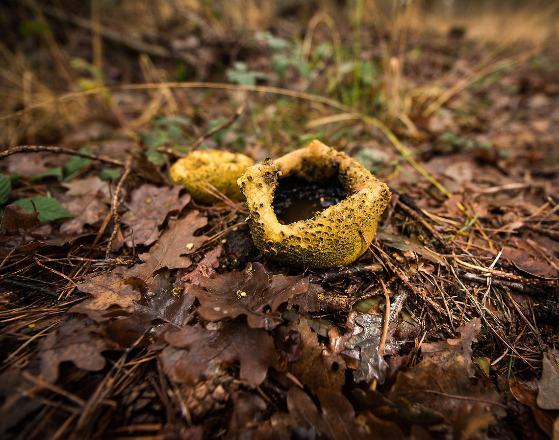 Scleroderma areolatum Earthball burst open, Heeswijk, the Netherlands Found and captured today. Autumn,Fall,Heeswijk,Netherlands,Scleroderma areolatum